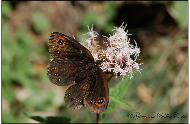 Erebia da identificare